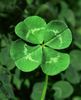 four-leaf-clover.jpg