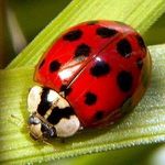 asian_ladybug_400x400.jpg