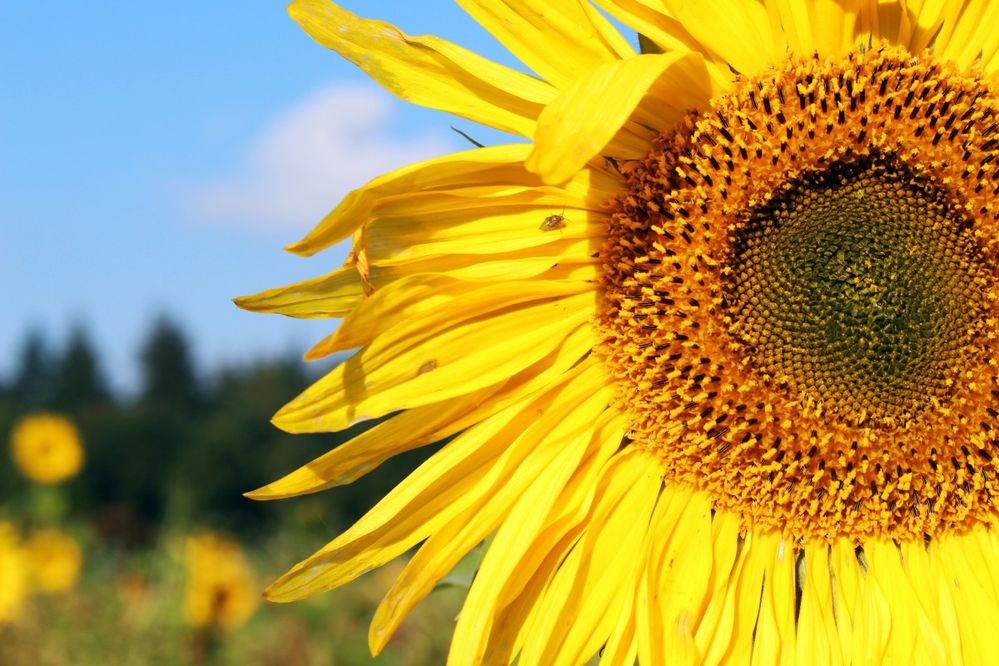 sunflower_sunflower_field_yellow_summer_flowers_bloom_nature_plant-1026602[1].jpg