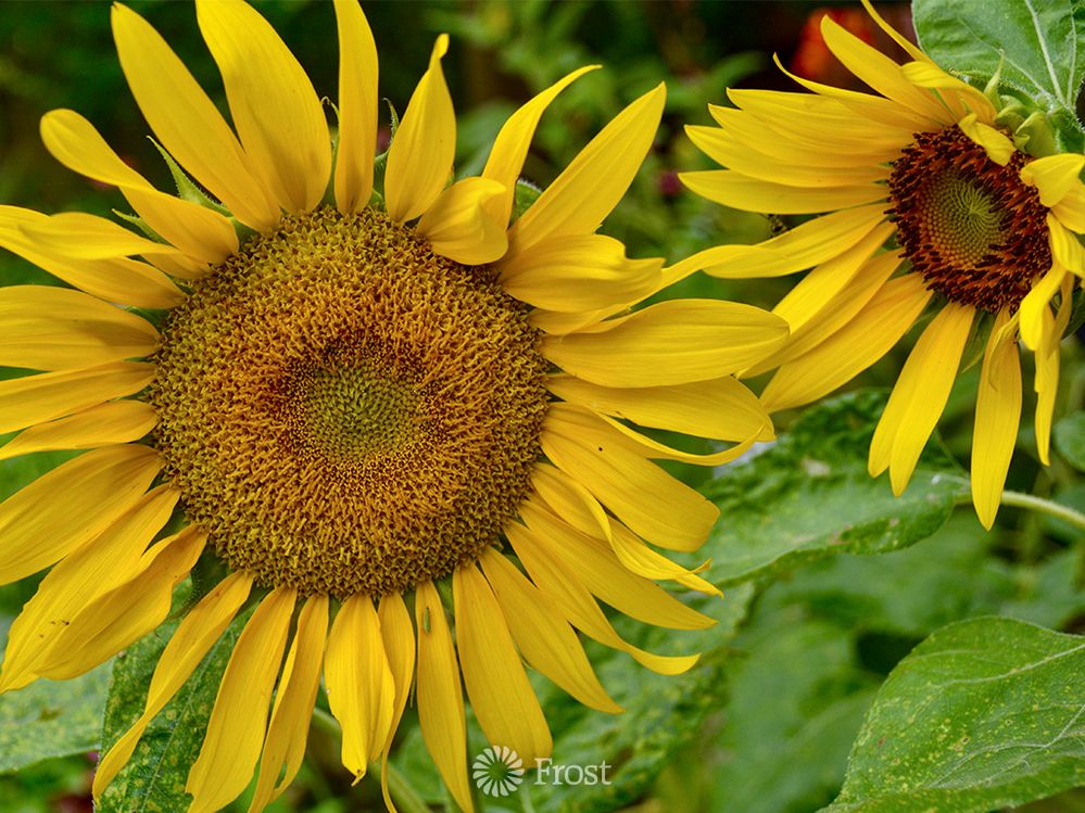 3266_Sunflowers_D.jpg