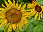 3266_Sunflowers_D.jpg