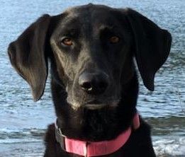 Juno Close Up Cropped.jpg