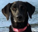 Juno Close Up Cropped.jpg