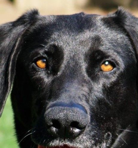 471-Juno-ball-head-768x768 (2).jpg