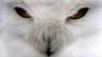 birds-close-up-owls-snowy-owl-1675311-1366x768.jpg