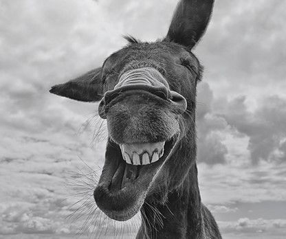 Laughing Horse (2).jpg