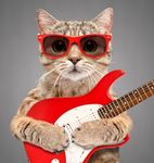 cat with guitar small.jpg