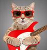 cat with guitar small.jpg