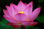 Big+dark+pink+Lotus+Flower+photo.jpg