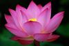 Big+dark+pink+Lotus+Flower+photo.jpg