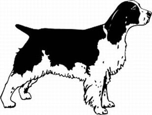 English_springer_spaniel entire dog pic clip art.jpg