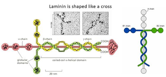 Laminin.jpg