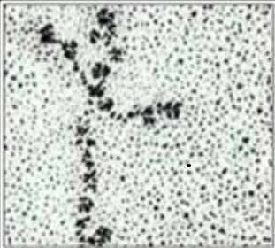 Laminin pic.jpg