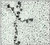 Laminin pic.jpg