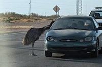 emu.jpg