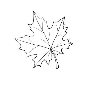 Maple Leaf.jpg