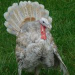 turkeys4me
