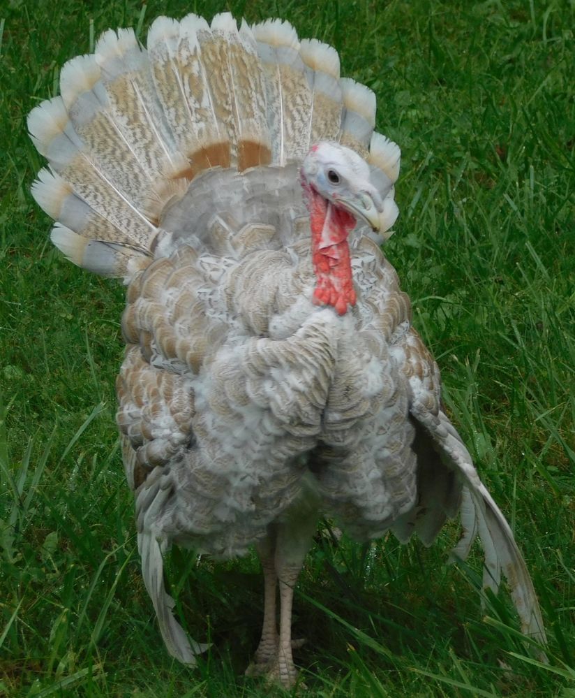 turkey.jpg